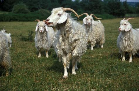 Image result for Angora Goat Wool