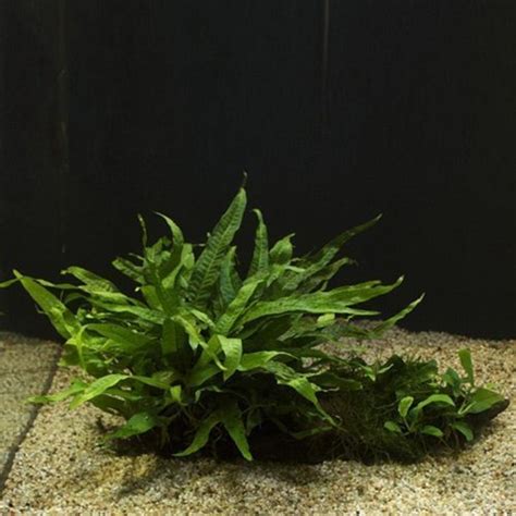 Image result for How to Glue Java Fern to Rocks