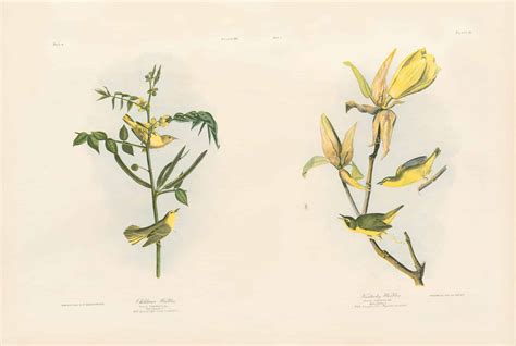The Birds of America, Bien Edition - Audubon - Art Book