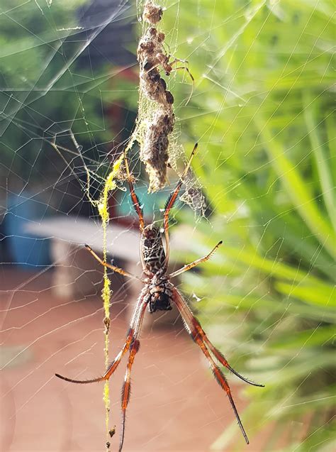 Golden Orb Weaver Web – Ausemade