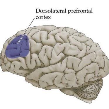 Image result for Dorsolateral Prefrontal Cortex