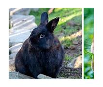 Image result for Cleaned Fur Lined Rabbit Nest