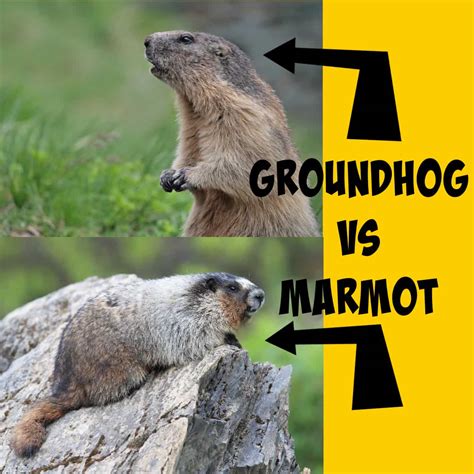 Dog Vs Groundhog