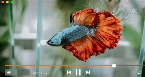 Top 11 4K Player for Mac in 2026 [Recommended]