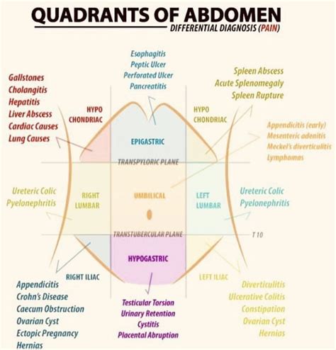 Quadrants Of The Abdomen On Meducation Meducation - Your medical CPD ...