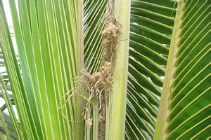 TNAU Agritech Portal :: Crop Protection :: Pest :: Coconut