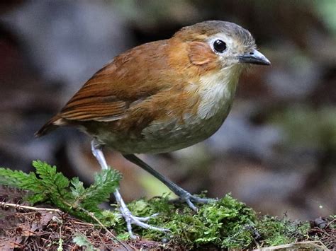 Rusty-tinged Antpitta - eBird