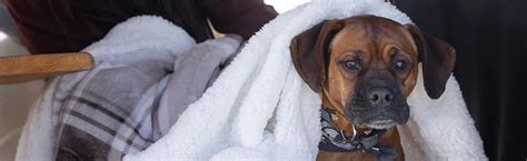 Parvovirus in Dogs: What to Know in 2025 - Goel Vet Pharma