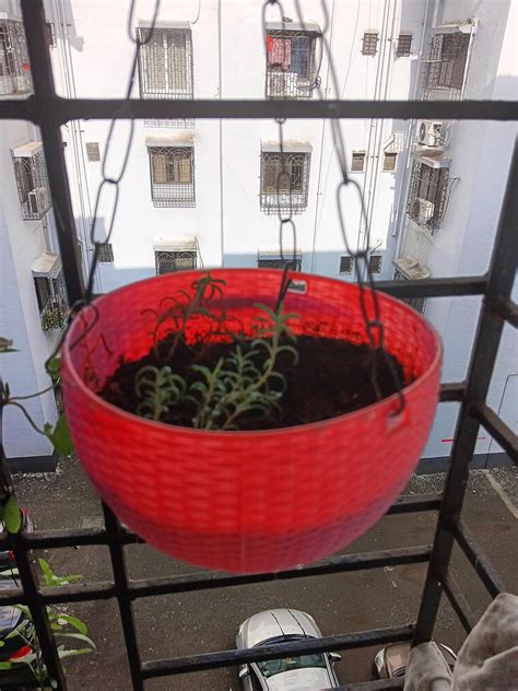 Balbasaur Purslane /Portulaca /Table Rose mixed colours Live plant ...