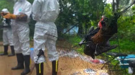 Mandaviya confirms Nipah virus, Kerala on high alert THE NEW INDIAN ...