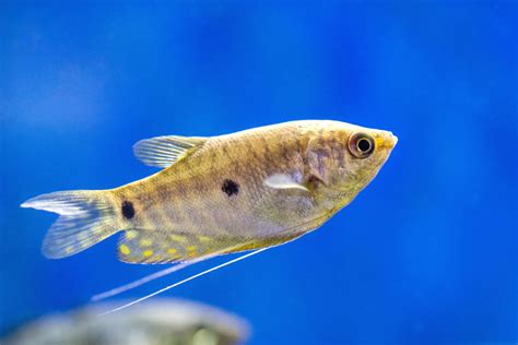 10 Species of Gourami Fish for Your Tank