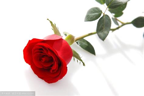玫瑰花怎么保存 玫瑰花保鲜的五个方法(维生素C养护法效果显著) - 花语网