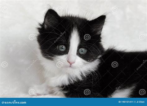 Close Up of a Long Hair Tuxedo Norwegian Forest Cat Kitten Stock Image ...