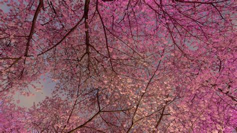 Bing Wallpaper Cherry Blossom 的图像结果