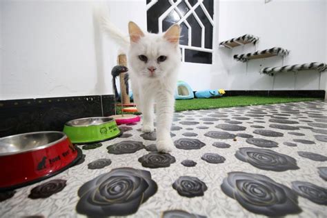 Iraq's first cat hotel opens in Basra - Photos,Images,Gallery - 86526