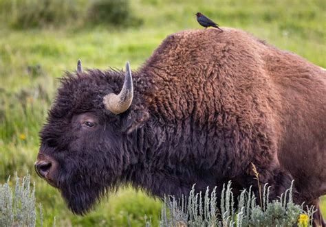 Yellowstone Bison Made a Stunning Comeback. Now, After 120 Years of Conservation, The Bison Form ...