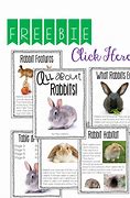 Image result for Cutest Bunny Rabbits