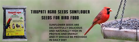 Tirupati Agro Seeds Sun Flower Seeds For Bird Food Of All Life Stages ...