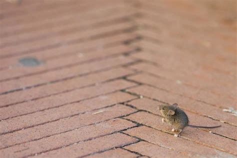 Image result for Stumpy Tail Mouse