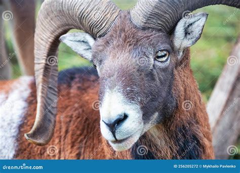 Head and Horns of a Wild Goat Close-up. Stock Photo - Image of kincraig ...