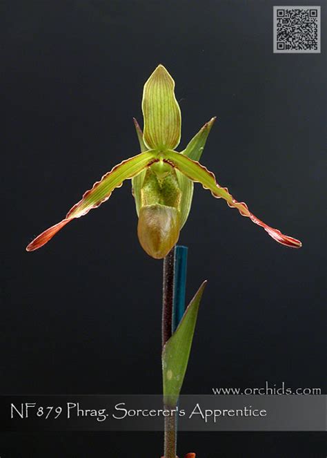 Phrag. Sorcerer's Apprentice 4N (longifolium 'Birchwood' AM/AOS x ...