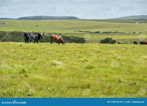 The Wild Coast, Grasslands and African Veld Grazing Fields for Nguni ...
