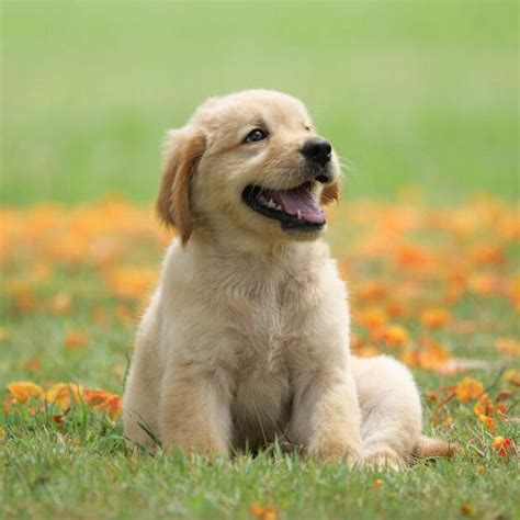 Image result for Dogs Slayer Task Safe Spot