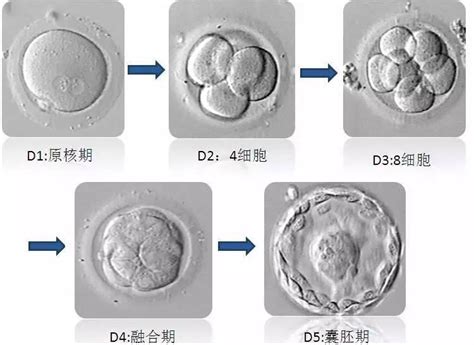 胚胎碎片率多少才最美？对试管有什么影响？ - 知乎