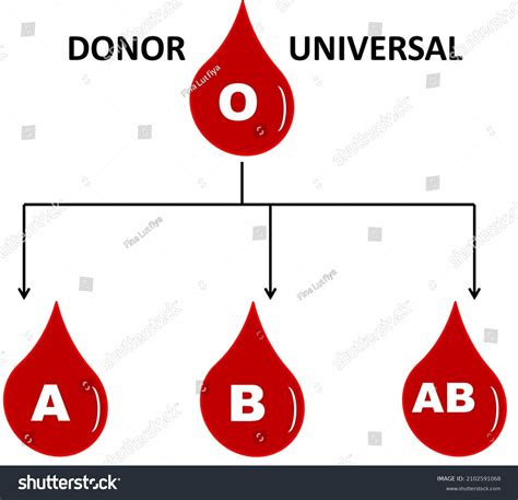 What Is The Universal Donor And Acceptor at Jason Nunley blog