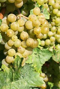 mosto fiore la vinificazione in bianco wines and secrets mosto fiore la vinificazione in bianco wines and secrets