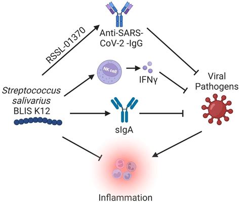 Review of Streptococcus salivarius BLIS K12 in the Prevention and ...