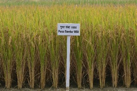 Rice – Technology Transfer Unit for the Industry Partners & Agri ...