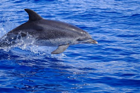 Wildlife Wonders: Animals In Madeira To Look Out For (With Photos)