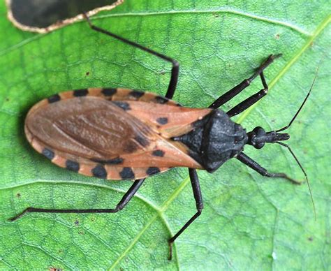 What Are Kissing Bugs?