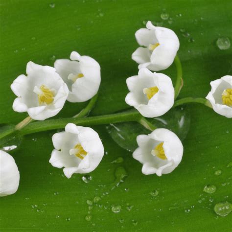 Symbolism of Lilies: Meaning and Significance