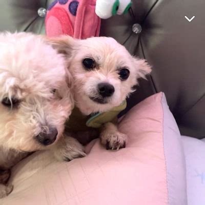 Image result for Alien Dog Costume