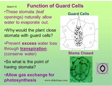 What is the function of Guard cell? - Brainly.in