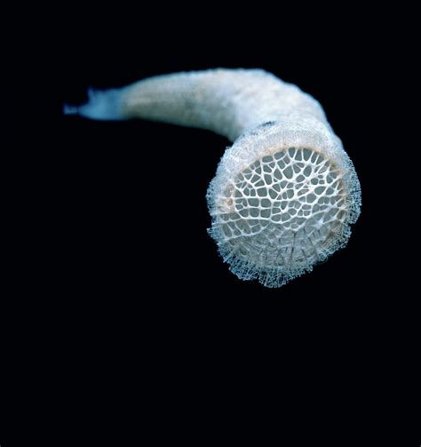 Venus’ flower basket - Hodder Education Magazines