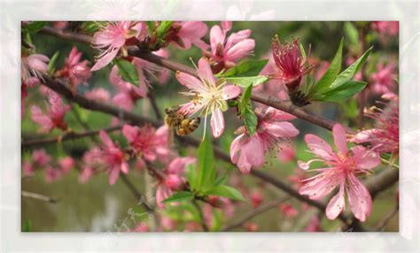 蜜蜂采花收集花粉高清壁纸-千叶网