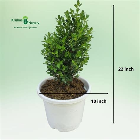 Screw Pine Plant