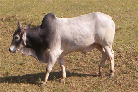 Binjharpuri | Dairy Knowledge Portal