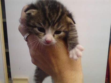 Tiere Kleinanzeigen | Tiere Anzeigenmarkt | Tiere Marktplatz | Tiere ...