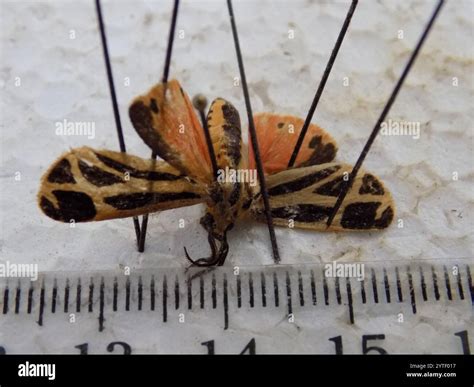 Harnessed Tiger Moth (Apantesis phalerata Stock Photo - Alamy