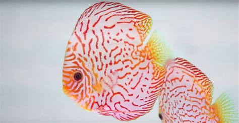 Yellow Checkerboard Discus 的图像结果
