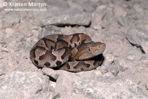 Snake Road, Illinois: Part 2 | Nature Notes Blog