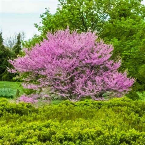Spring Hill Nurseries 1 Count Pink Flowering Tree Amethyst Redbud ...
