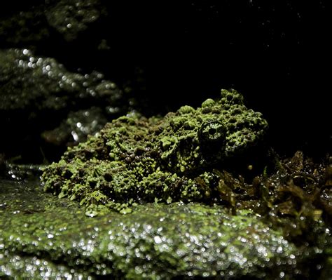 Reptile Den | Electric City Aquarium & Reptile Den | Scranton, PA