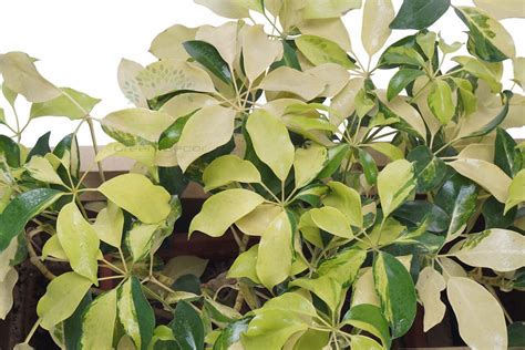 Buy Schefflera Variegated