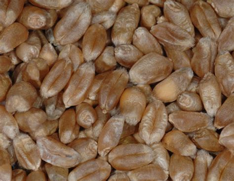 Weizen: Preise weiter unter großem Druck | agrarheute.com