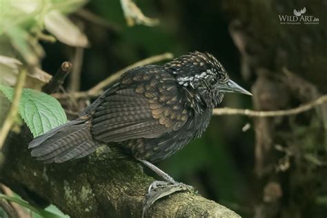 Sikkim Wedge-billed Babbler | Wedge-billed Babblers | Babblers ...